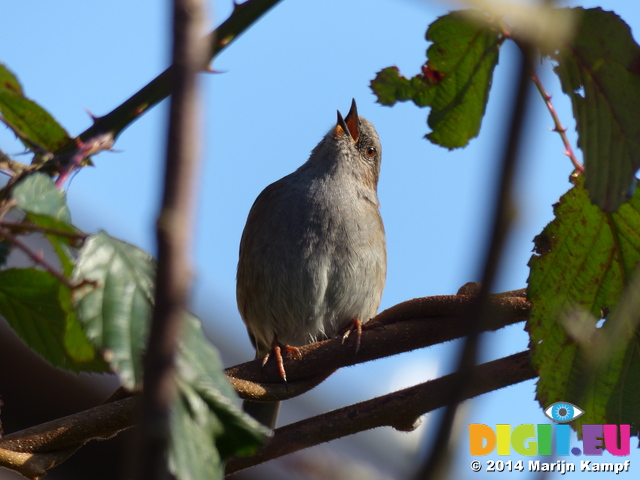 FZ003222 Dunnock (Prunella modularis) songbird on branch